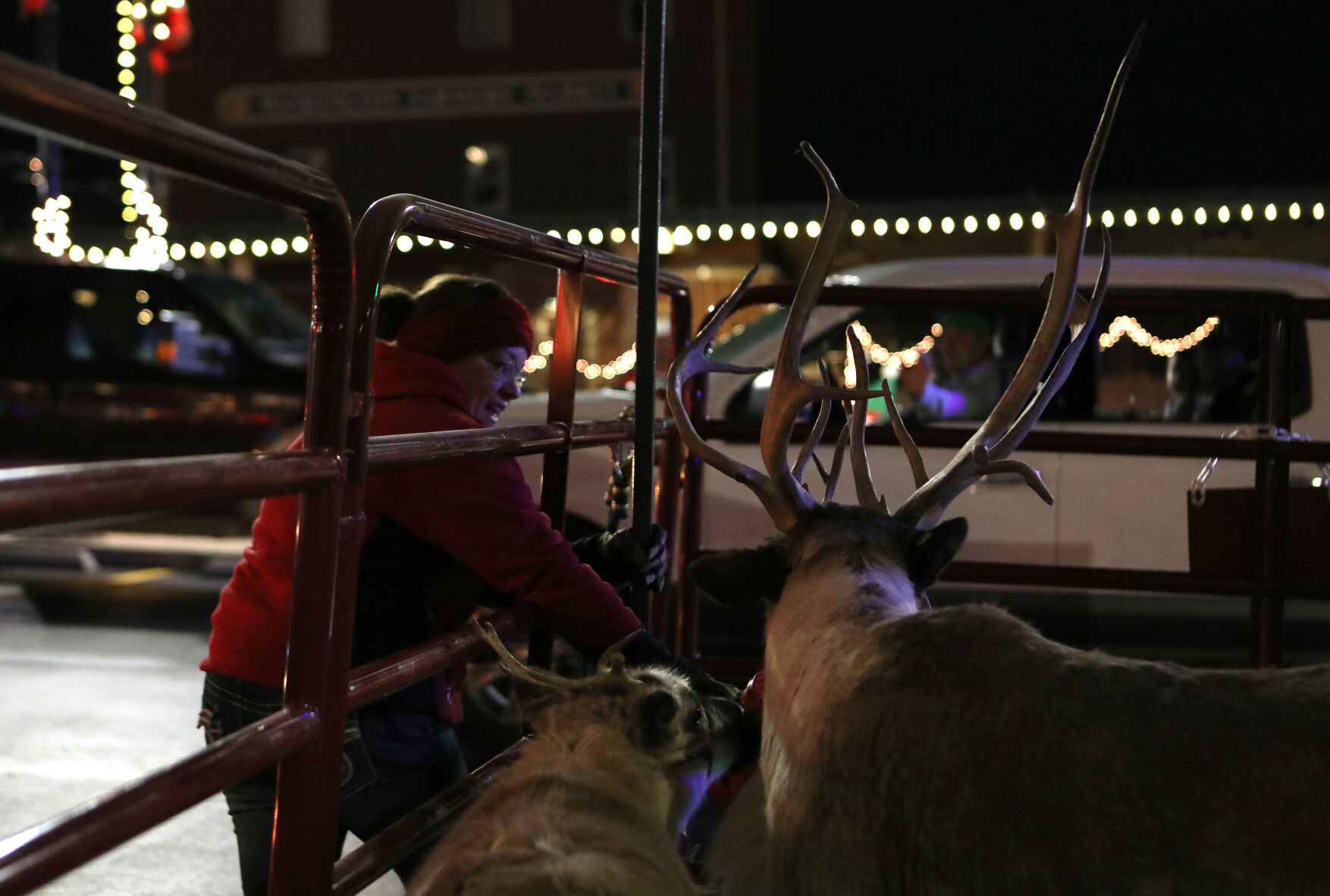 Kari Scull feeds Cupid and Prancer